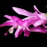 TriStar Plants - Thanksgiving Cactus - 4' inch Pot, Fasle Christmas Cactus, Easter Cactus, Holiday Plant, Winter Flowers, Christmas Plants, Winter Blooms (Cyber Dancer)