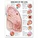 Produktbild Anatomical Chart Company: Diseases of the Lung Anatomical Ch