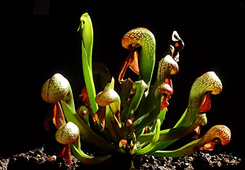 20 Darlingtonia Сalifornica Seeds | California Pitcher Plant | Yellow Cobra Lily Plant 20 Darlingtonia Сalifornica Seeds | California Pitcher Plant | Yellow Cobra Lily Plant