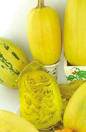 Graines Courge spaghetti spaghetti végétal - sachet de 11 graines - Cucurbita/pepo/Cucurbitaceae - Graines de style Cover