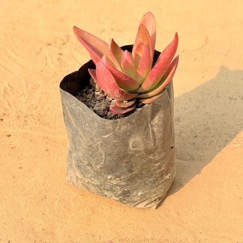 JRN Best Nursery Crassula Campfire in 5 Inch Nursery Bag-image-29