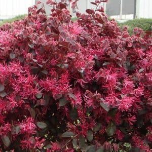 むぎゅうさ「Autumnal tints」 Red Leaf むぎゅうさ「Autumnal tints」 Red Leaf Vibrant Autumn Red