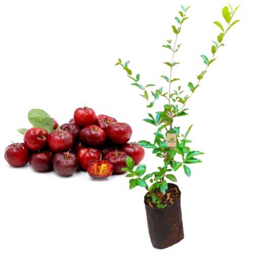 Muda De Acerola Doce Manoa Sweet