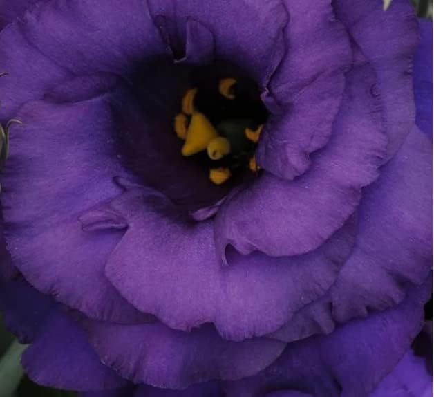 Lisianthus Eustoma ABC Series 2 Mix 100 semillas granuladas E