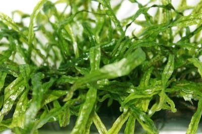 ミクロソリウム 本ナロー＞ ウッド付き No.3 希少種