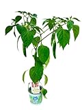 Taeyang Medium - Chili Pflanze aus der Gärtnerei Enseleit