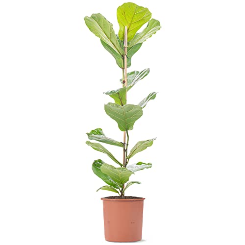 Fiddle-Leaf Fig - Ficus lyrata | Vibrant Indoor Air Purifier | Tall Potted House Plant | 100-120cm (Incl. Pot)
