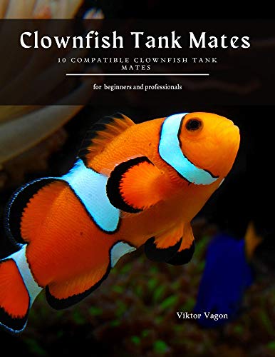 Clownfish Tank Mates : 10 Compatible Clownfish Tank Mates