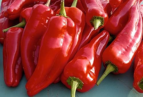 Miniatura 4 de Semillas Gigante Dulce Pimiento Rojo Cuerno No GMO Heirloom