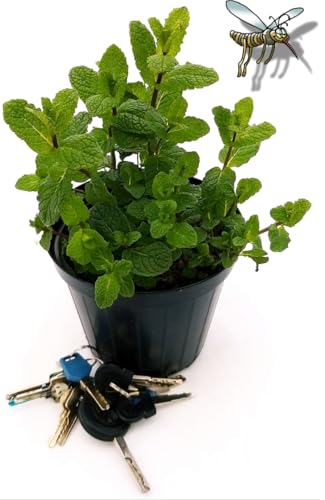 POWERS TO FLOWERS - MENTA MOJTO BIO, pianta vera