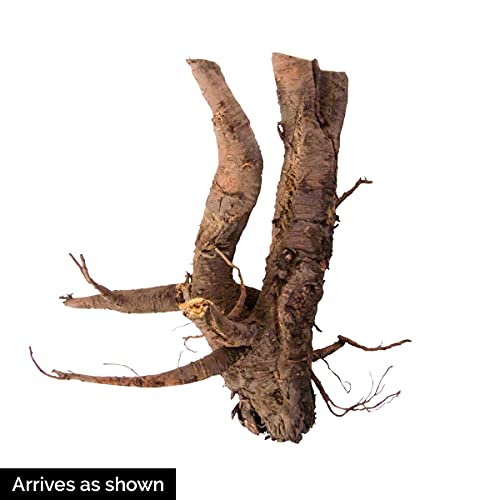 Crimson Red Rhubarb Jumbo Bare Root Plant, Produces Heavily time After time, Includes one Jumbo Bare Root per Offer - Thumbnail 3