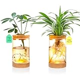 2Pcs Plant Propagation Station with Mountain-Shaped Bottom - Hydroponic Glass Vases, Wooden Base with Lighting, Terrarium Jars for Indoor Growing, Desktop Vivarium, Ideal Gifts for Plant Lovers