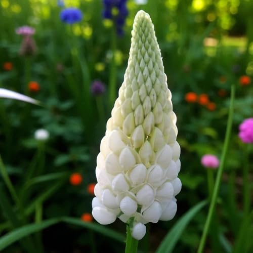 Carbeth Plants Lupin Noble Maiden Bare Root - Tall Creamy Wh