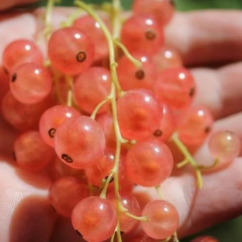 Semillas de grosella espinosa - grosella espinosa - grosella de zapote, resistentes en orgánicas, variedades antiguas 500pcs