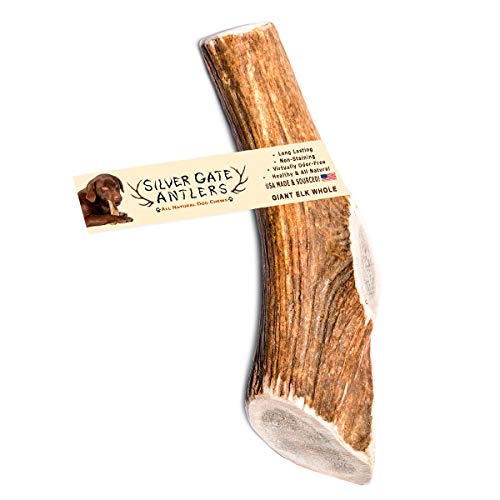 Silver Gate Antlers Elk Antlers for Dogs - Giant (XXL) 8 to 10 Inch Antler Dog Chew, Whole - USA Made All Natural Elk Dog Chews - Long Lasting Durable Chew Toys for Aggressive Chewers