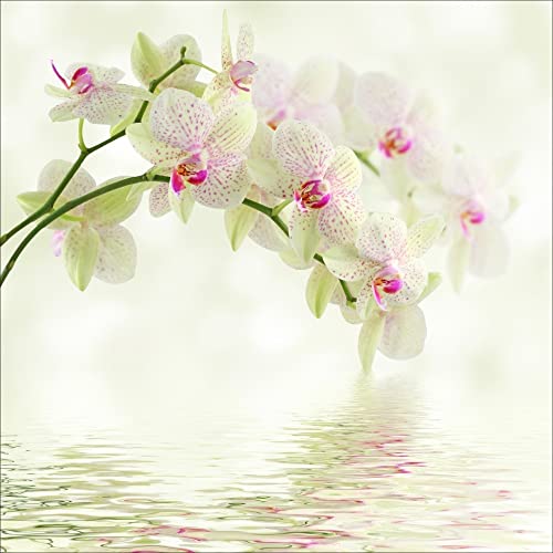 Stickers muraux déco : orchidée Blanc Dimensions: 30x30cm