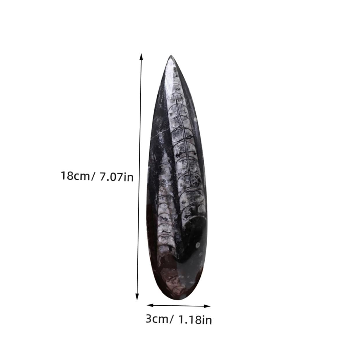 Gatuida Especimen Fósil Orthoceras Grande Natural, Modelo Paleontológico Educativo Para Enseñanza, Adorno De Escritorio Decorativo, Juguete Científico Para Laboratorio y Colección