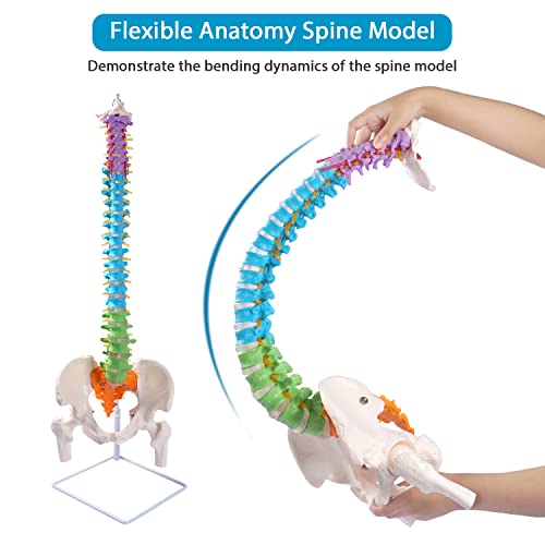 Image of breesky Flexible Spine Model, 34.6'' Life Size Human Spinal Cord Anatomical Model with Stand Color Coded Regions Indicate The Cervical, Thoracic and Lumbar Spine for Med Students and Chiropractors