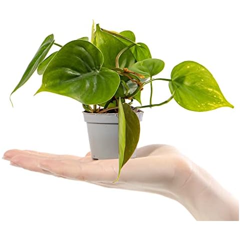 Baby Heart Leaf Philodendron - Philodendron Scandens Small Potted Houseplant Gift Cover