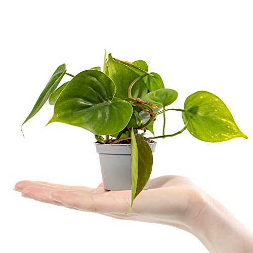 Baby Heart Leaf Philodendron - Philodendron Scandens Small Potted Houseplant Gift for Indoor Home Office Kitchen Living Room