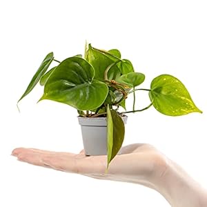 Mini Philodendron Scandens Hartblad Philodendron Kleine kamerplant in pot om cadeau te geven