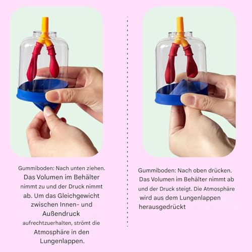 Modelo de respiración pulmonar resistente a arañazos para enseñanza de ciencias 5