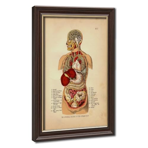 Impression sur toile d'anatomie de 1905, décoration murale d'art pour médecin de ménage