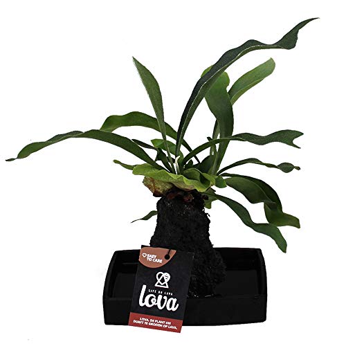 Preisvergleich Produktbild Exotenherz - Platycerium Arrangement"LOVA", Pflanzen im wasserspeichernden Lavastein