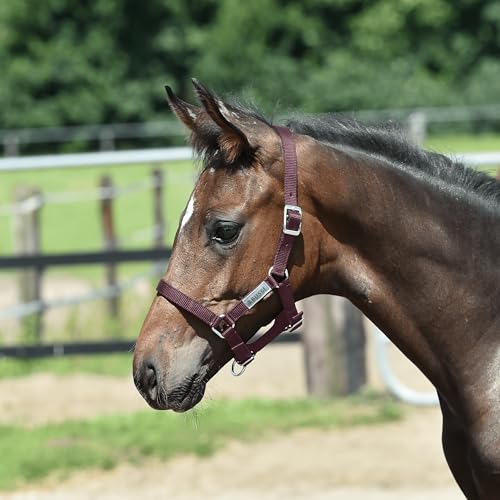 JA Horse JA4027 Essential Fohlenhalfter verstellbar, Braun, Fohlen