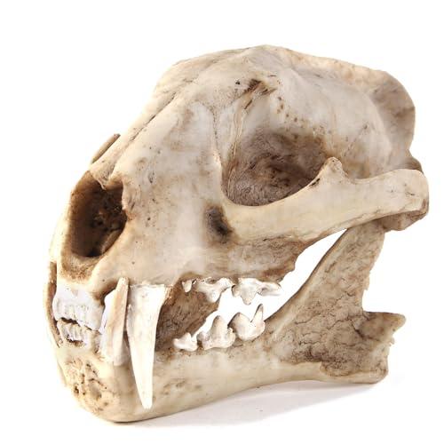 Image of Aquarium Decor Cave Decorations Fish Hideout Betta Tarantula Reptile Snake for Terrarium Ornament Dinosaur Animal Skull Large Bones Halloween