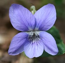 Viola Riviniana Seeds (Perennial Flower Seeds)