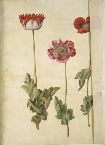 Pintura Papaver somniferum Hans Simon Holtzbecker cuadro lienzo decorativo pared salón 60x90