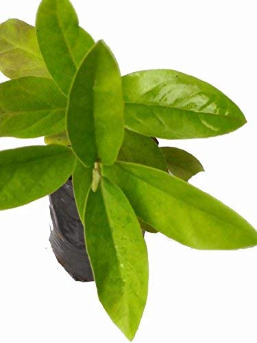 SelfLine | Damvel Tylophora Indica Medicinal Ayurvedic Herb Plant [ 10 Simla Seeds ] (B0B71MK95W) Amazon Price History, Amazon Price Tracker