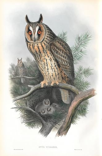Peinture murale oiseau par John Gould, toile murale abstraite Premium Luxe
