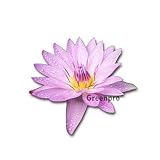 Live Aquatic Plant Nymphaea Pink General Pershing Water Lilies Tuber for Aquarium Freshwater Fish Pond by Greenpro