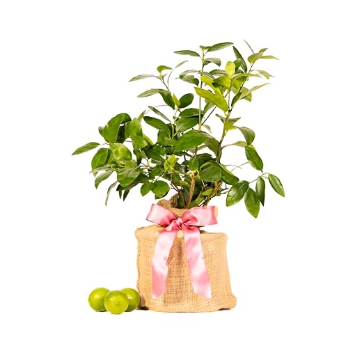 Mother's Day Live Persian Lime Tree Gift, Lasting Mother's Day Gift, Lime Tree, Easy to Grow...