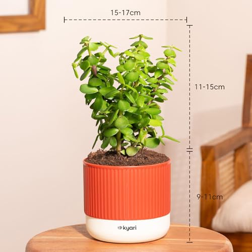 Image of Kyari Combo of 3 Indoor Plants - Lucky Jade, Golden Hahnii, Money Variegated with Red Brick Self Watering Pot 4 Inch - Live Plants for Home Decor, Living Room, Office Desk - Air Purifying Plant Set