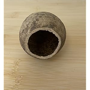 garnelenshop24de Wood Apple Large – Decoratie & verstopmogelijkheid