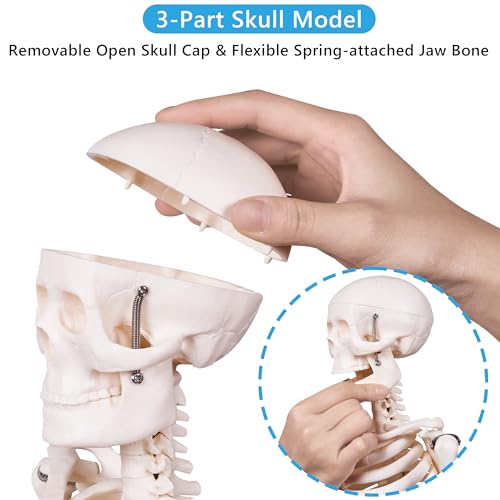 Breesky 85CM-3 Scientific Human Skeleton Model thumb #1