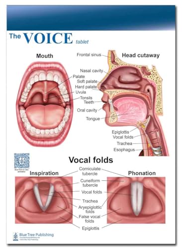 Blue Tree Publishing Voice and Larynx Anatomical 2 Sided Writing Pads, Paper pad,-50 Sheets, Vocal Folds, Sound,-8.5x11