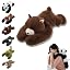 Brown Bear