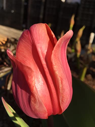 Tulip Bulbs - 12 Pink Impression Darwin Tulip - Bulb Size 11/12 Cm - Fall Planting & Spring Blooms #TOP3