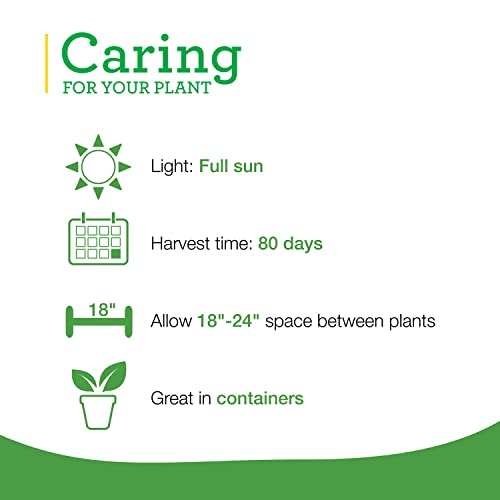 Bonnie Plants Curled Parsley Live Herb Plants - 4 Pack, Biennial, Non-GMO, Garnish, Seasoning, Salads, Palate Cleanser