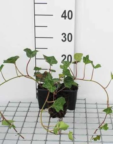 12 x Hedera hibernica - Edera irlandese - vaso 9x9 cm