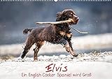  Elvis ein Engl. Cocker Spaniel wird Groß (Wandkalender 2022 DIN A2 quer): Monatskalender, Jahreskalender, Kalender (Monatskalender, 14 Seiten ) (CALVENDO Tiere)