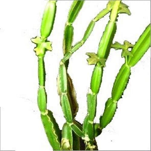 SelpLine Harjod Hable/Cissus Quadrangularis/Veldt Grape/Adamant Creeper/Pirandai Live Plant