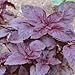 Basil Dark Opal Great Herb 200 Seeds