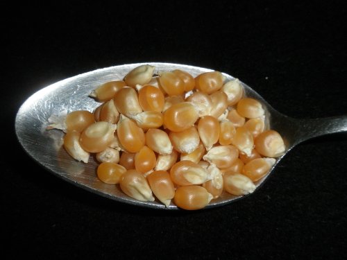 Yellow Popcorn Popping Corn, 5 Pounds Kernels, USDA Certified Organic, Non-GMO Bulk, Product of USA, Mulberry Lane Farms image 5