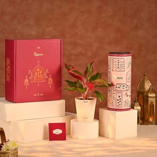 Image of UGAOO Diwali Hamper 2