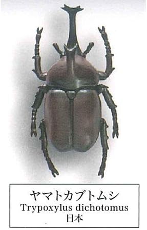 Amazon 甲虫採集標本 1 ヤマトカブトムシ 単品 カプセル玩具 おもちゃ